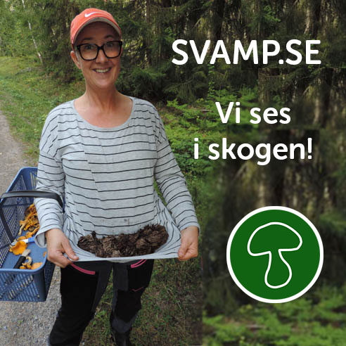 Svamp.se - För Dig Som Vill Plocka, äta, Läsa Om Och Färga Med Svamp – här Finns Kunskap Och Verktyg Brand Kit And Logos