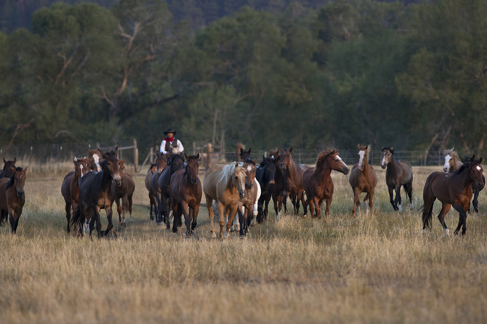 True Ranch Collection Brand Kit And Logos