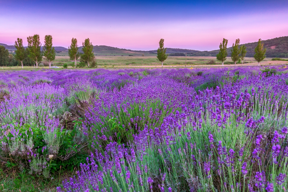 Provence-info.de Brand Kit And Logos